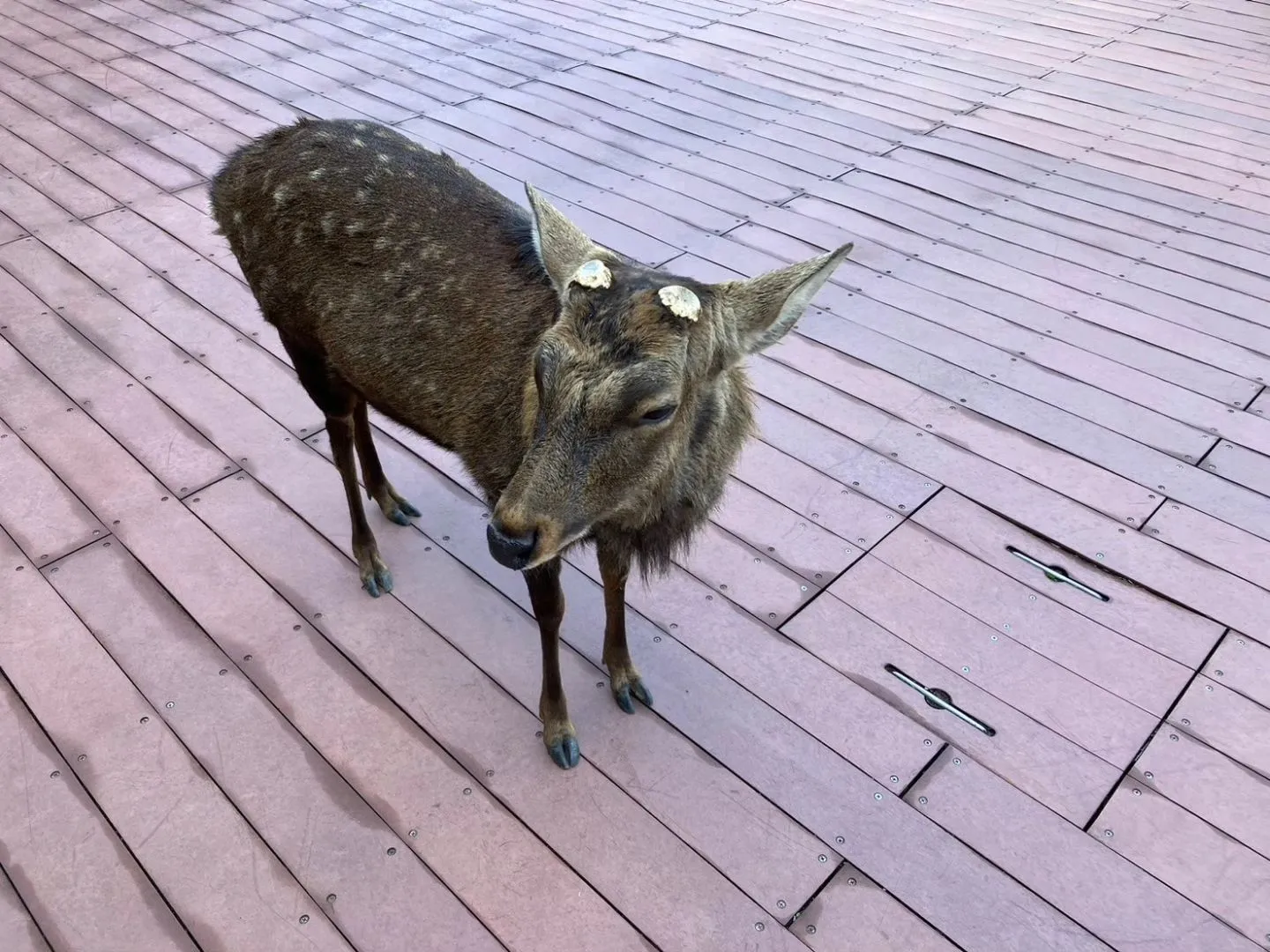 奈良県へ行きました〜！