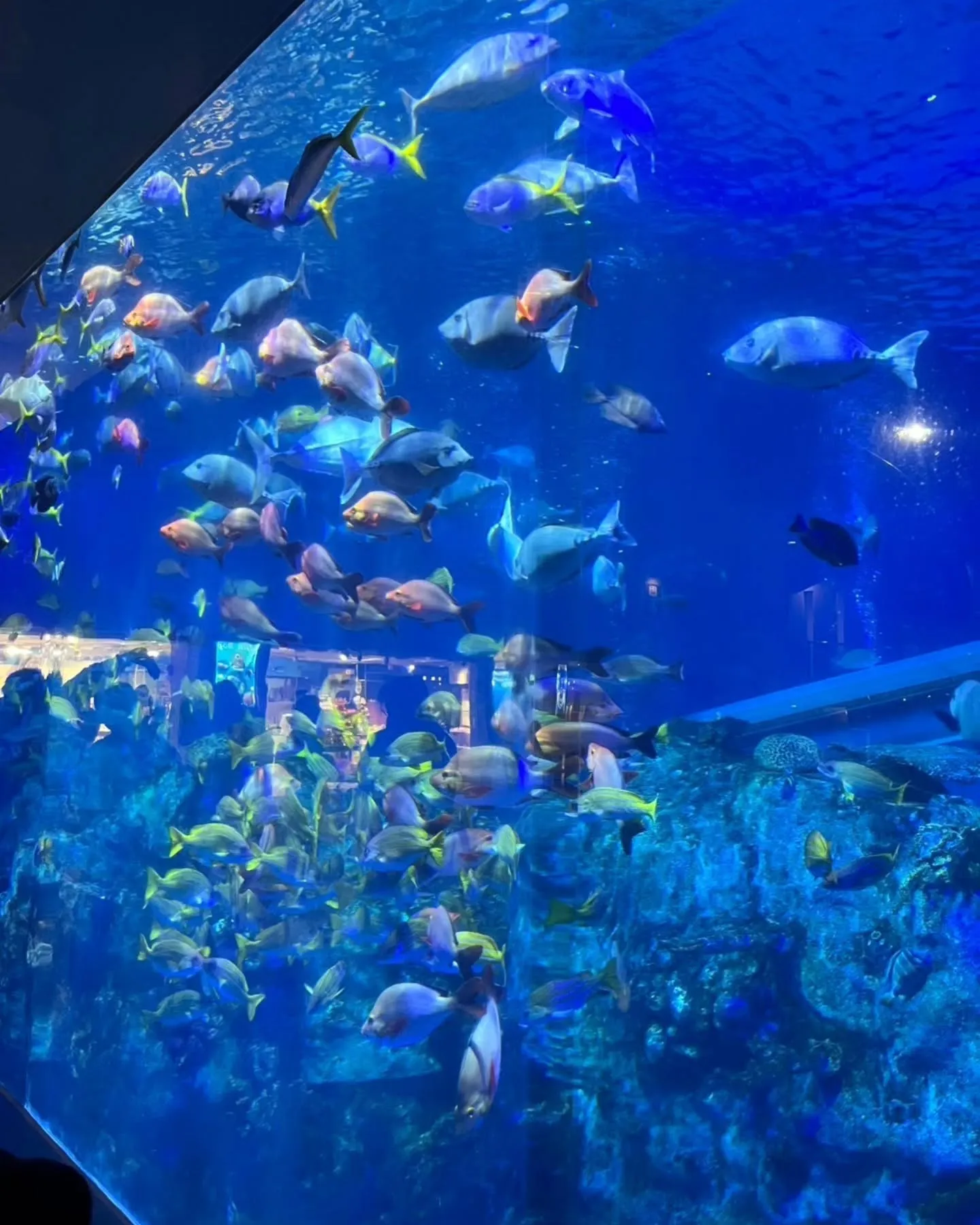 おみやげセンターの後、鳥羽水族館に行きました🐠