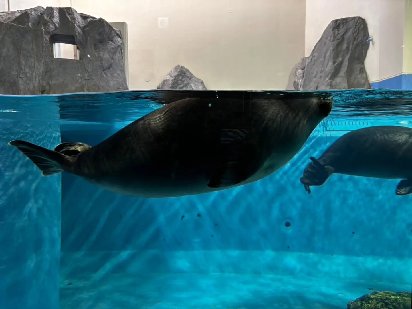 おみやげセンターの後、鳥羽水族館に行きました🐠