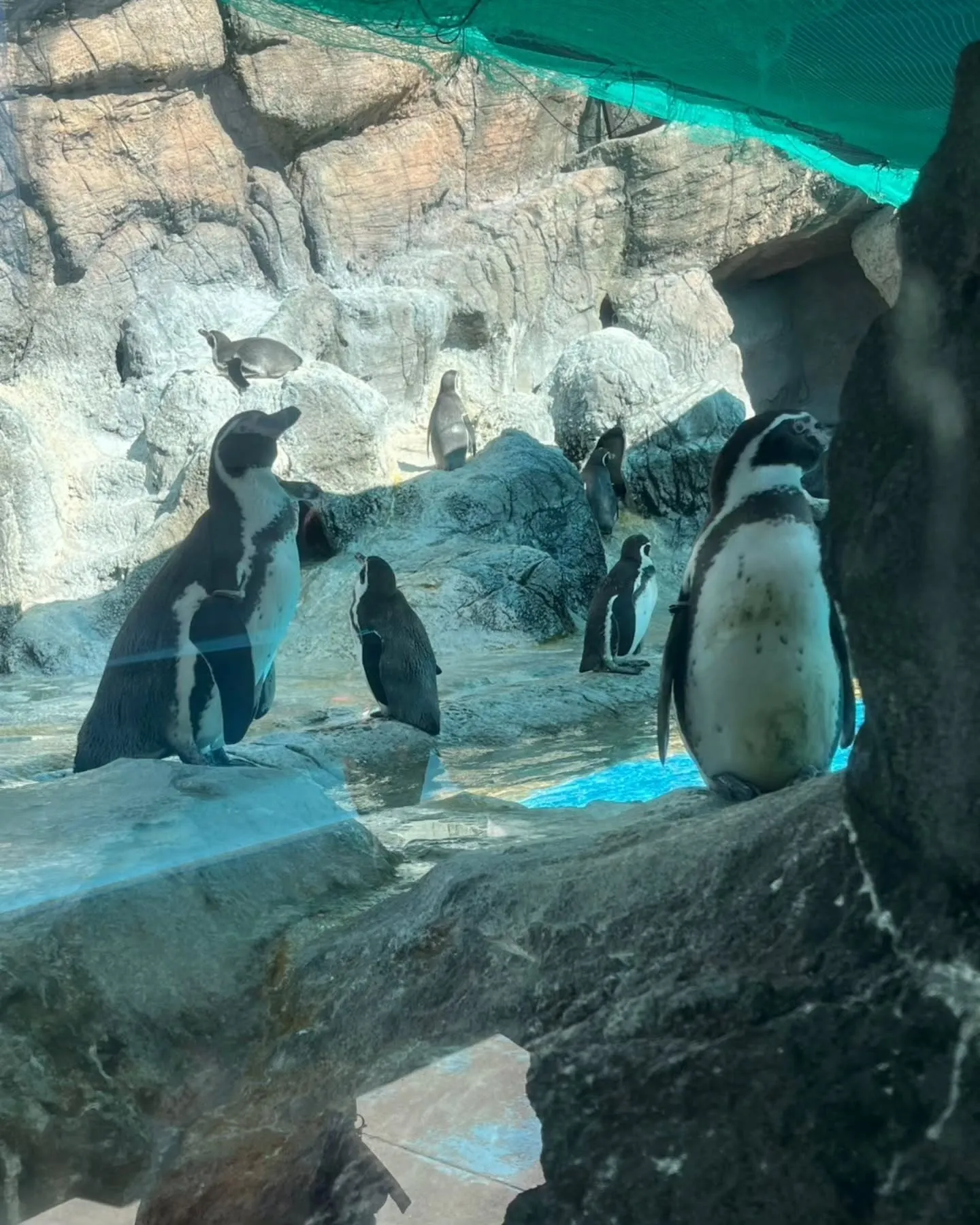 おみやげセンターの後、鳥羽水族館に行きました🐠