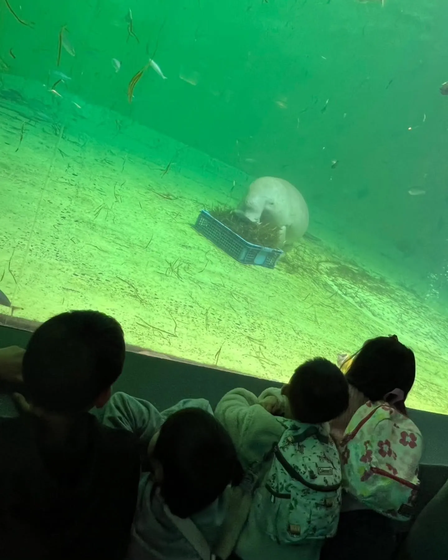 おみやげセンターの後、鳥羽水族館に行きました🐠