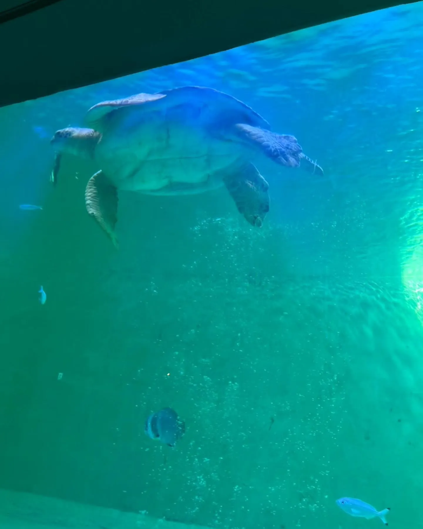 おみやげセンターの後、鳥羽水族館に行きました🐠