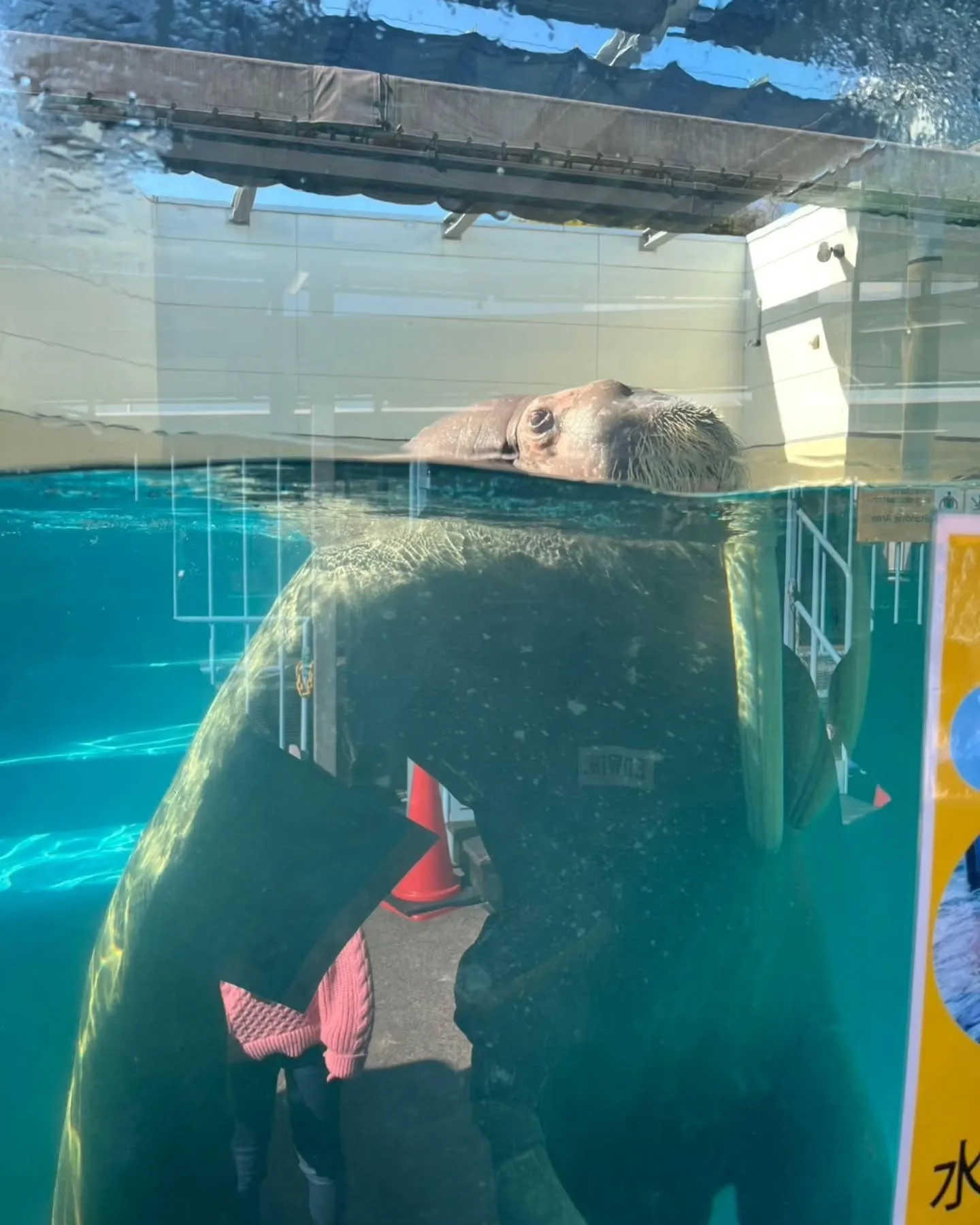 おみやげセンターの後、鳥羽水族館に行きました🐠