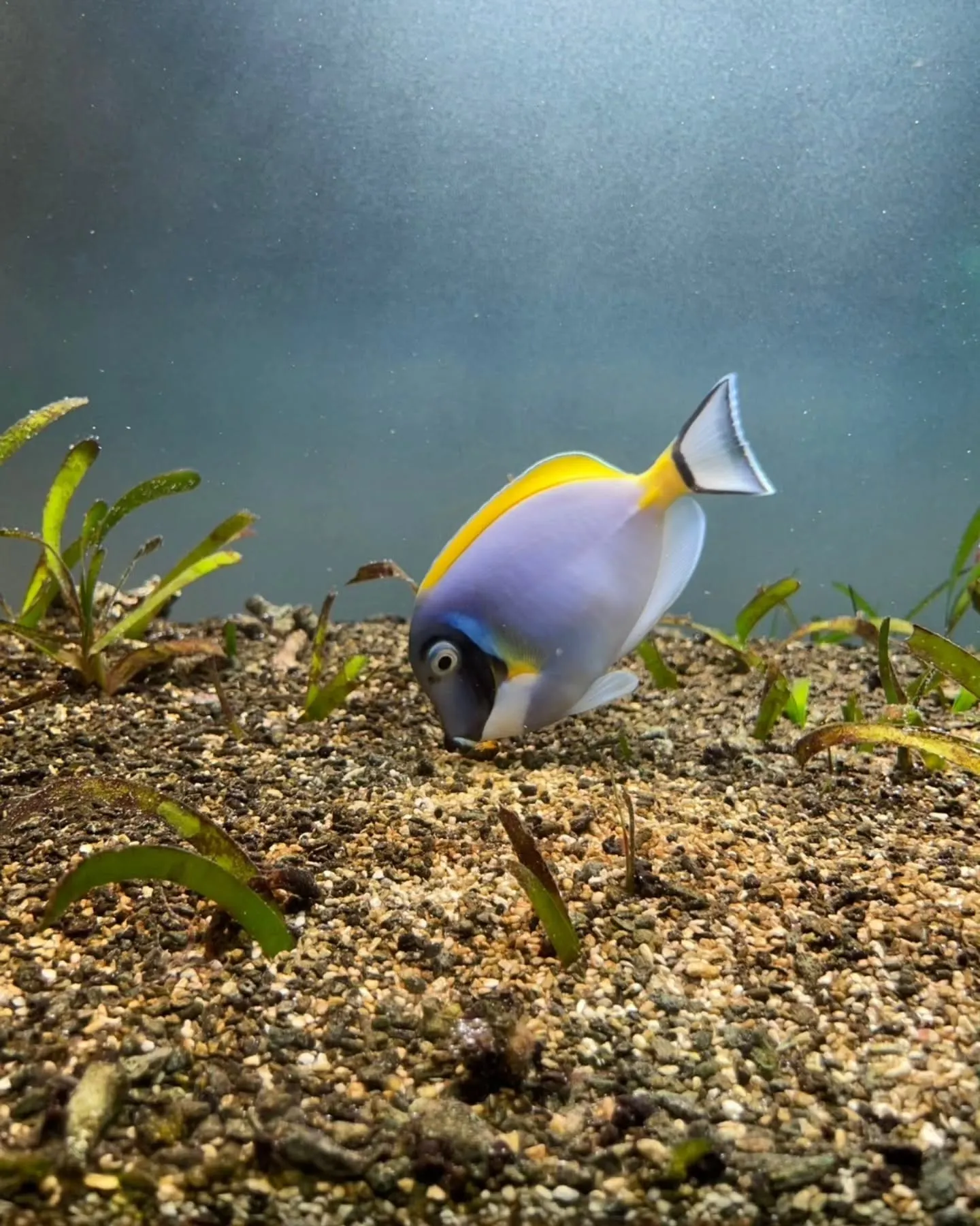 おみやげセンターの後、鳥羽水族館に行きました🐠