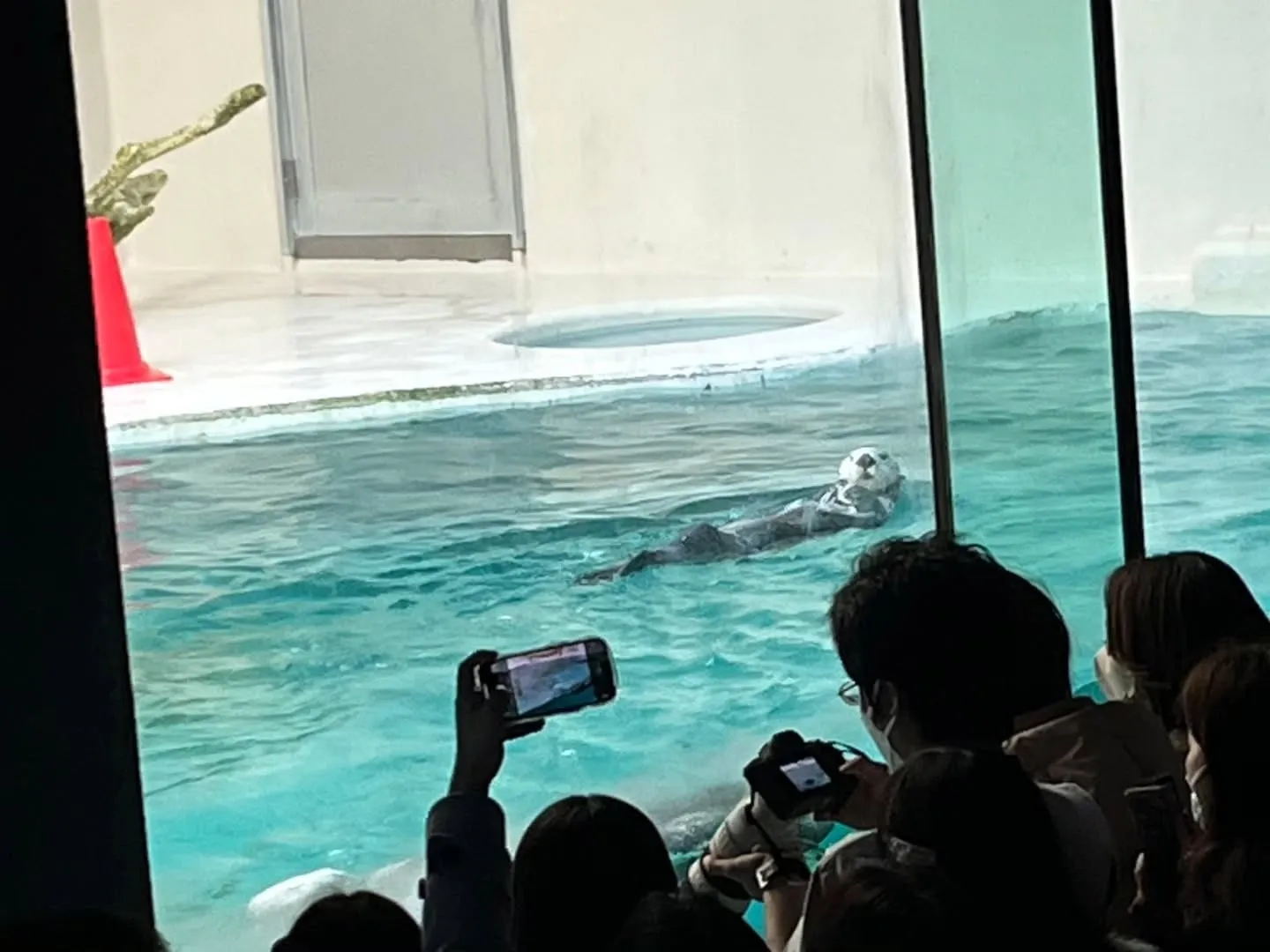 おみやげセンターの後、鳥羽水族館に行きました🐠