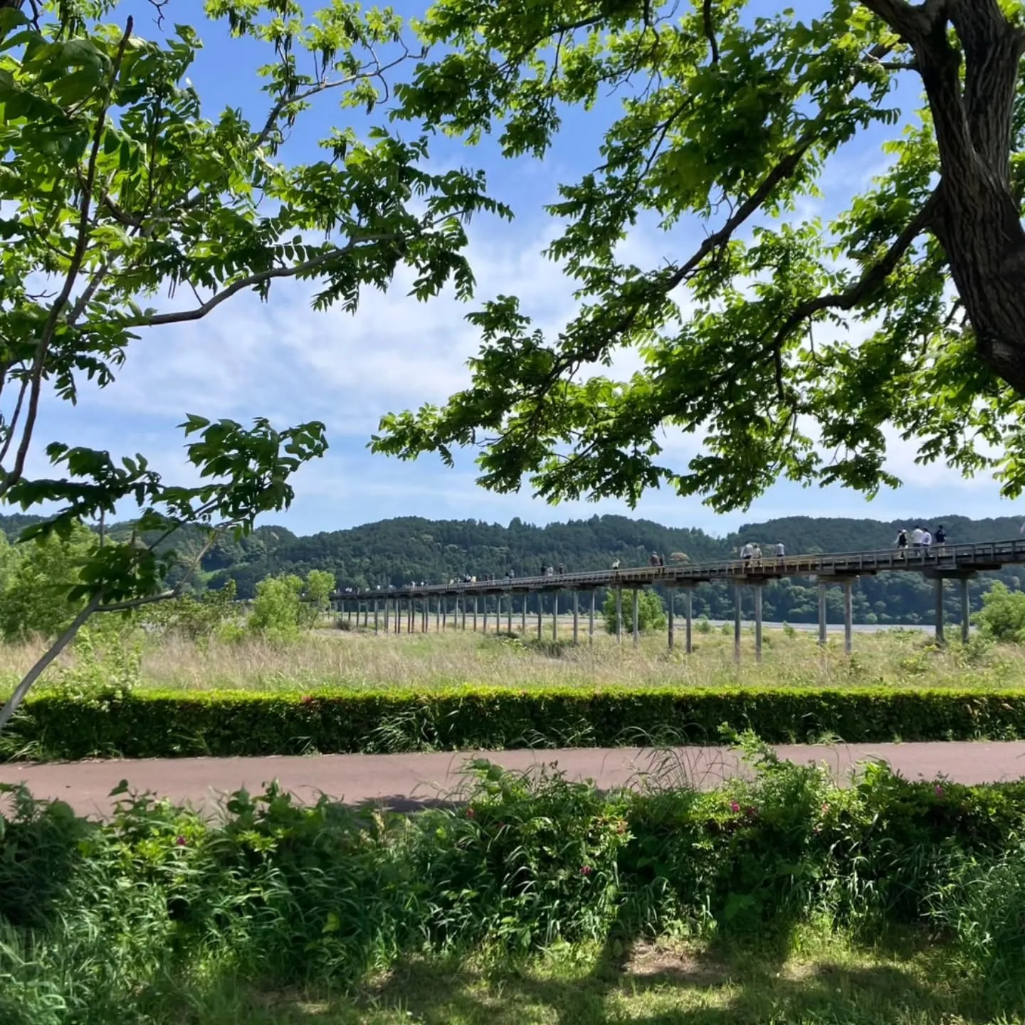 静岡県島田市の大井川に架かる蓬莱橋へ🌉