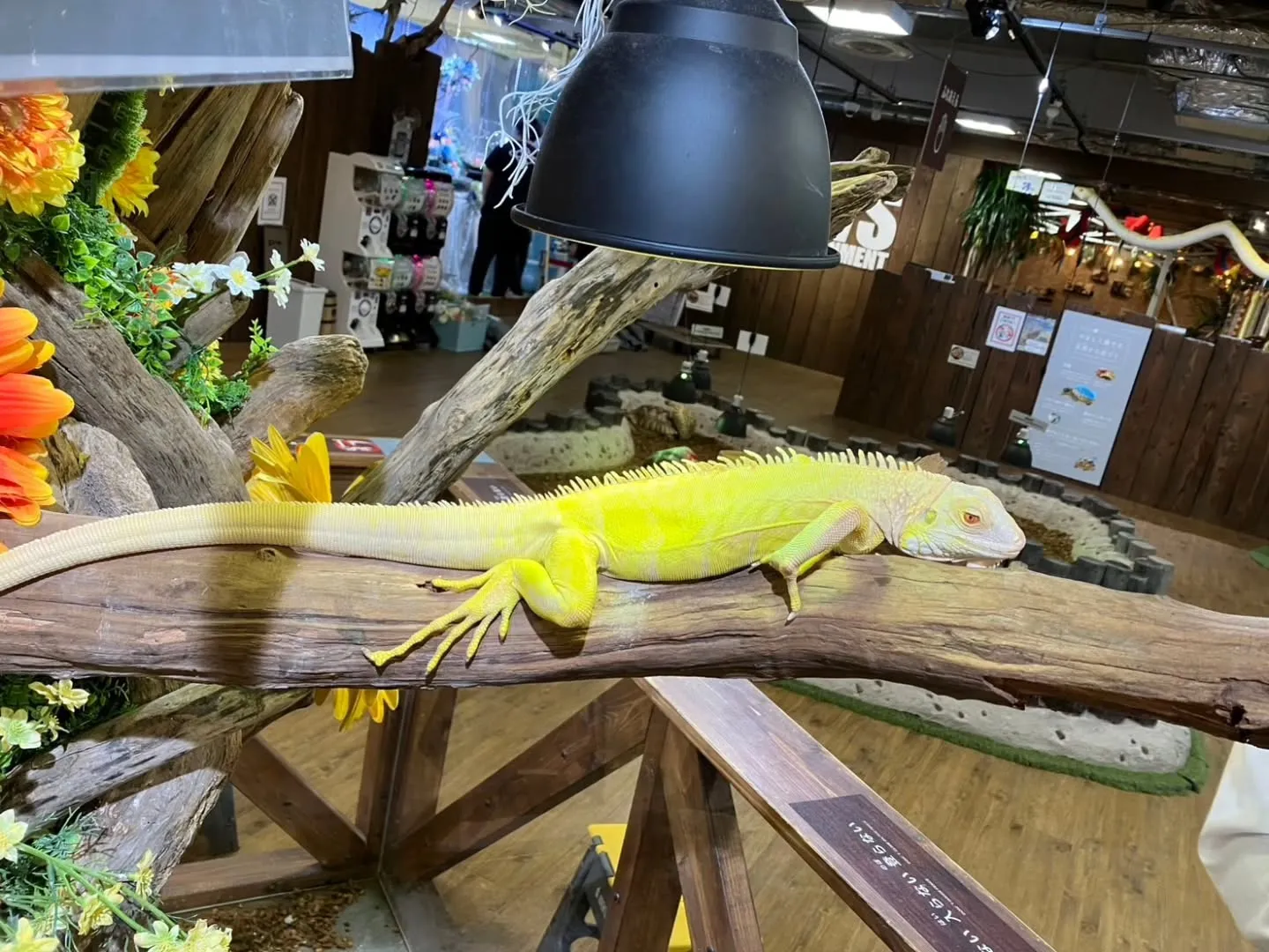 奈良県へ旅行へ行きました🍀