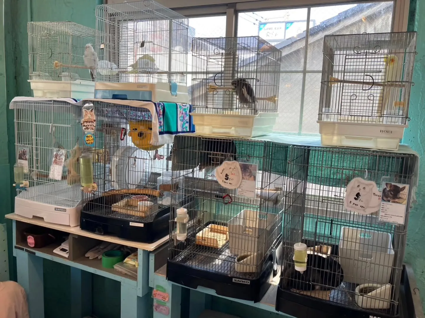 小動物カフェ　はなはなさんへ☺️