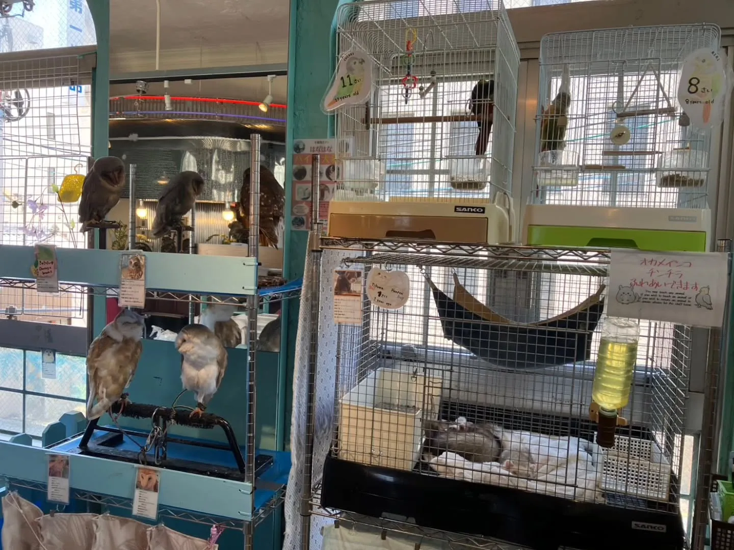 小動物カフェ　はなはなさんへ☺️
