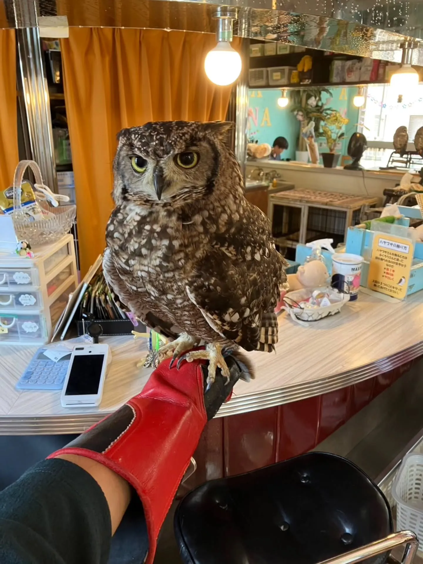 小動物カフェ　はなはなさんへ☺️