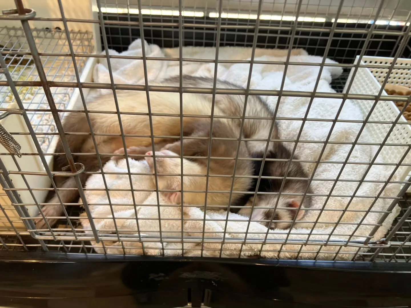 小動物カフェ　はなはなさんへ☺️