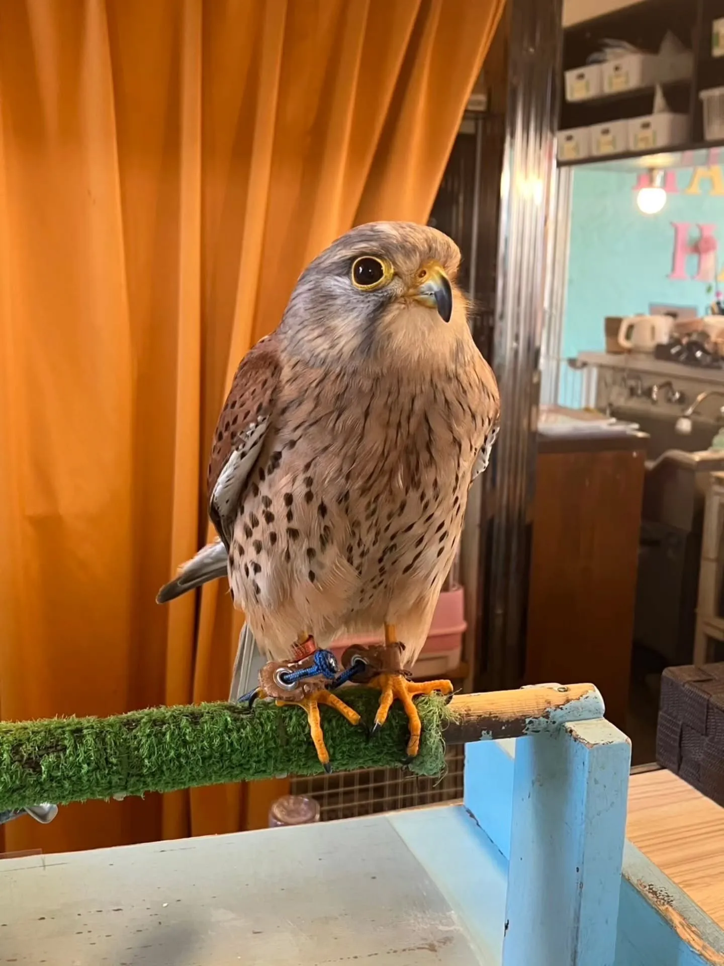 小動物カフェ　はなはなさんへ☺️