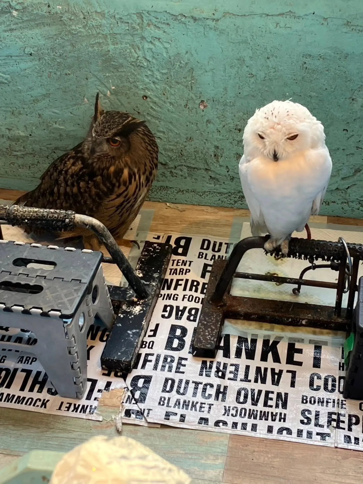 小動物カフェ　はなはなさんへ☺️