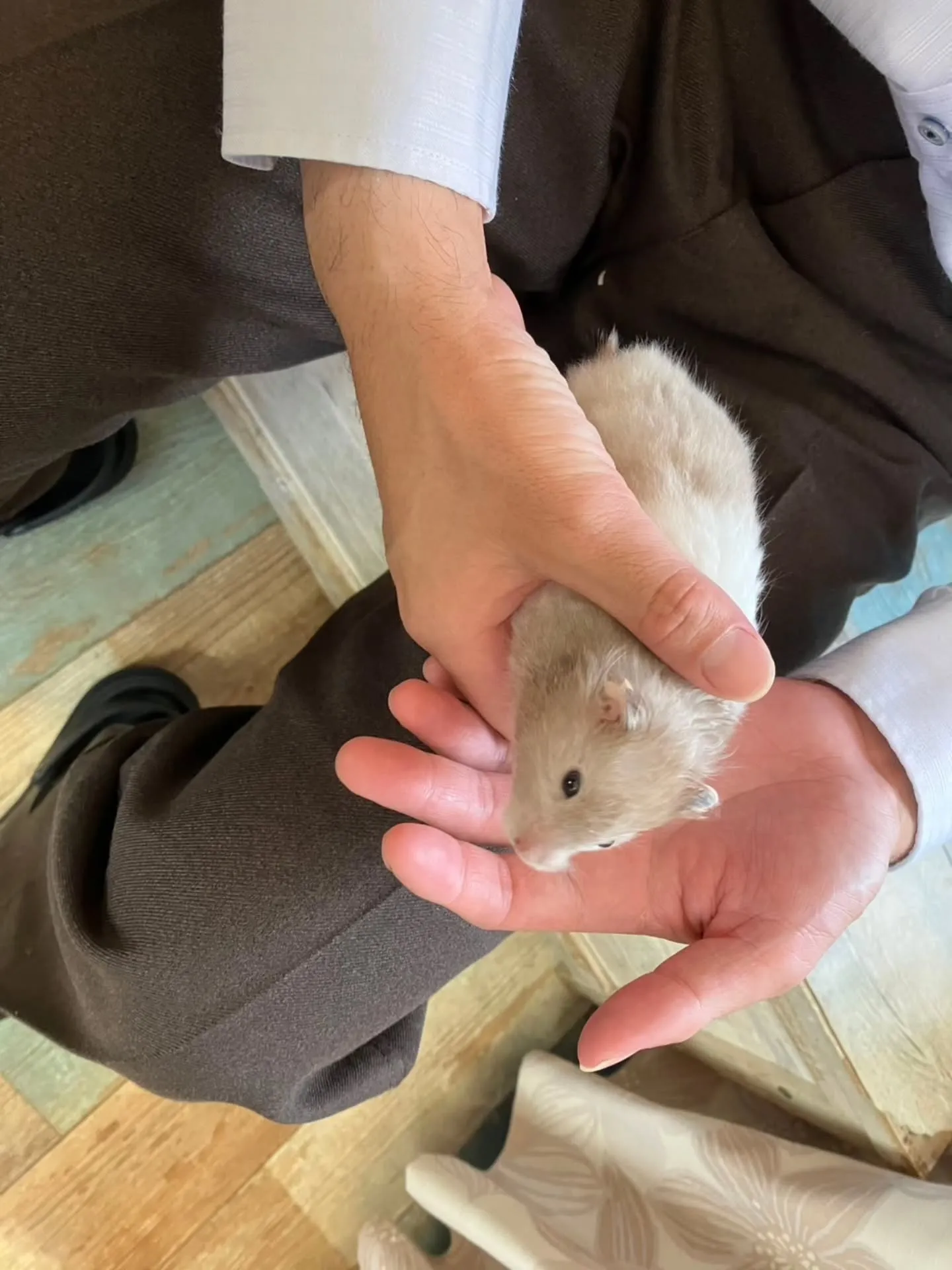 小動物カフェ　はなはなさんへ☺️