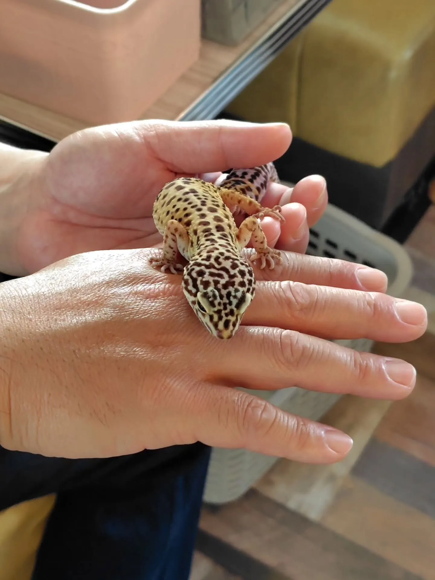 小動物カフェ　はなはなさんへ☺️