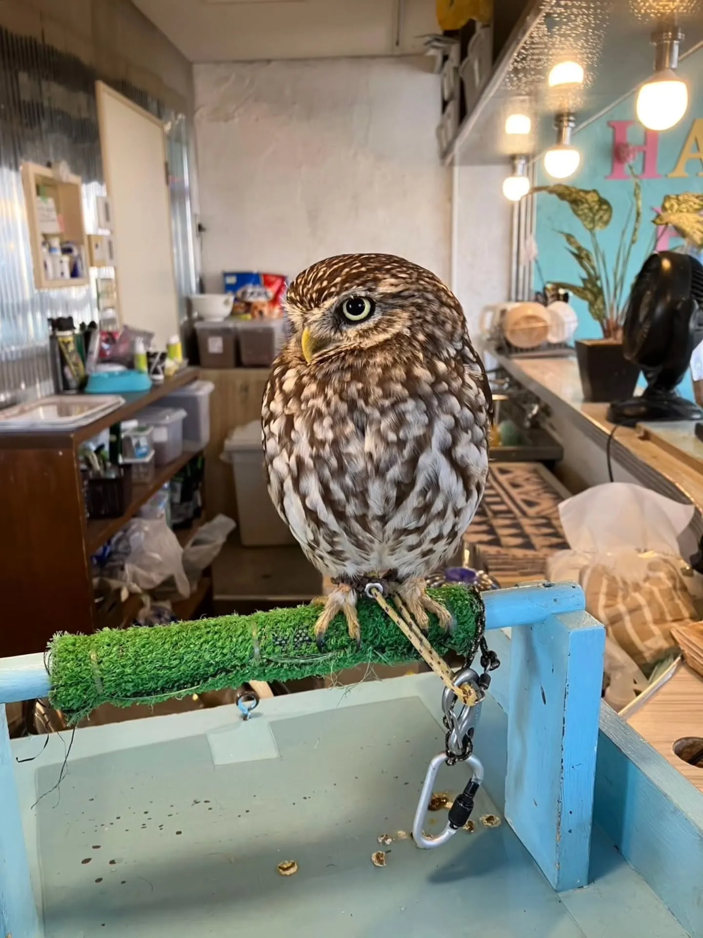 小動物カフェ　はなはなさんへ☺️