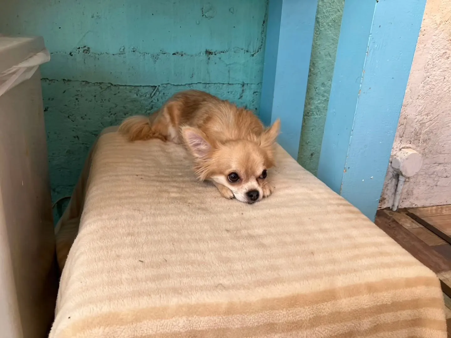 小動物カフェ　はなはなさんへ☺️