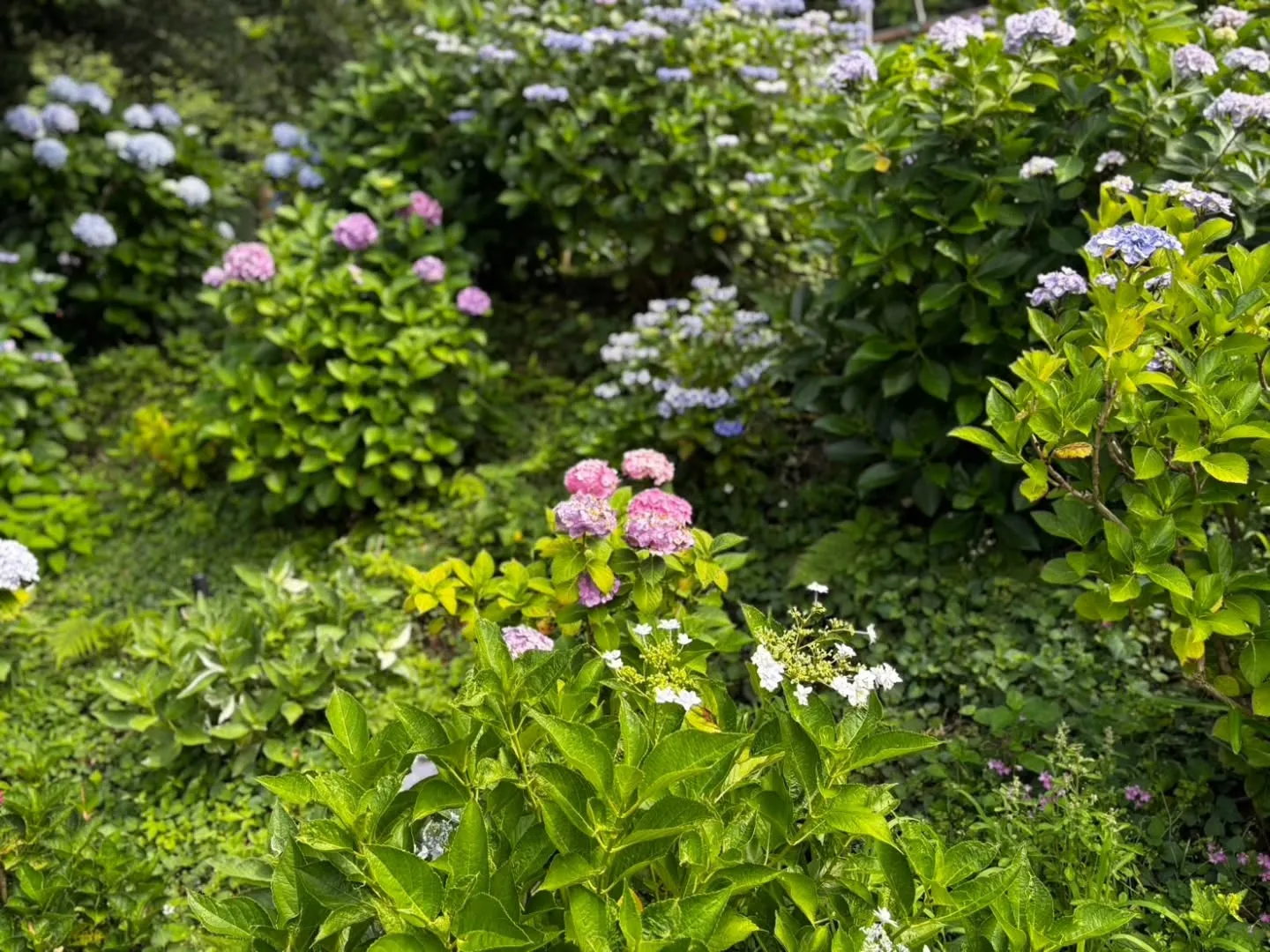 形原　あじさいの里