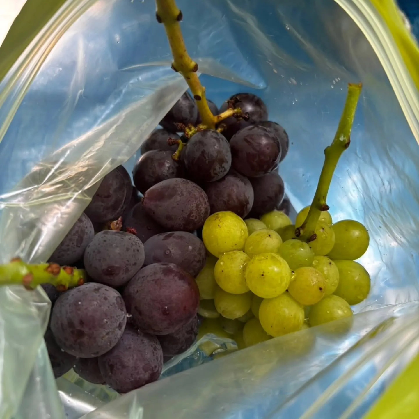 先日、岡崎市にある