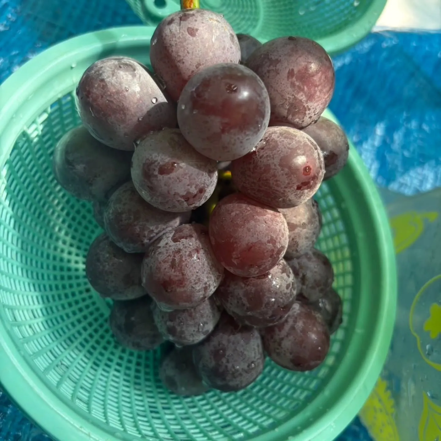 先日、岡崎市にある