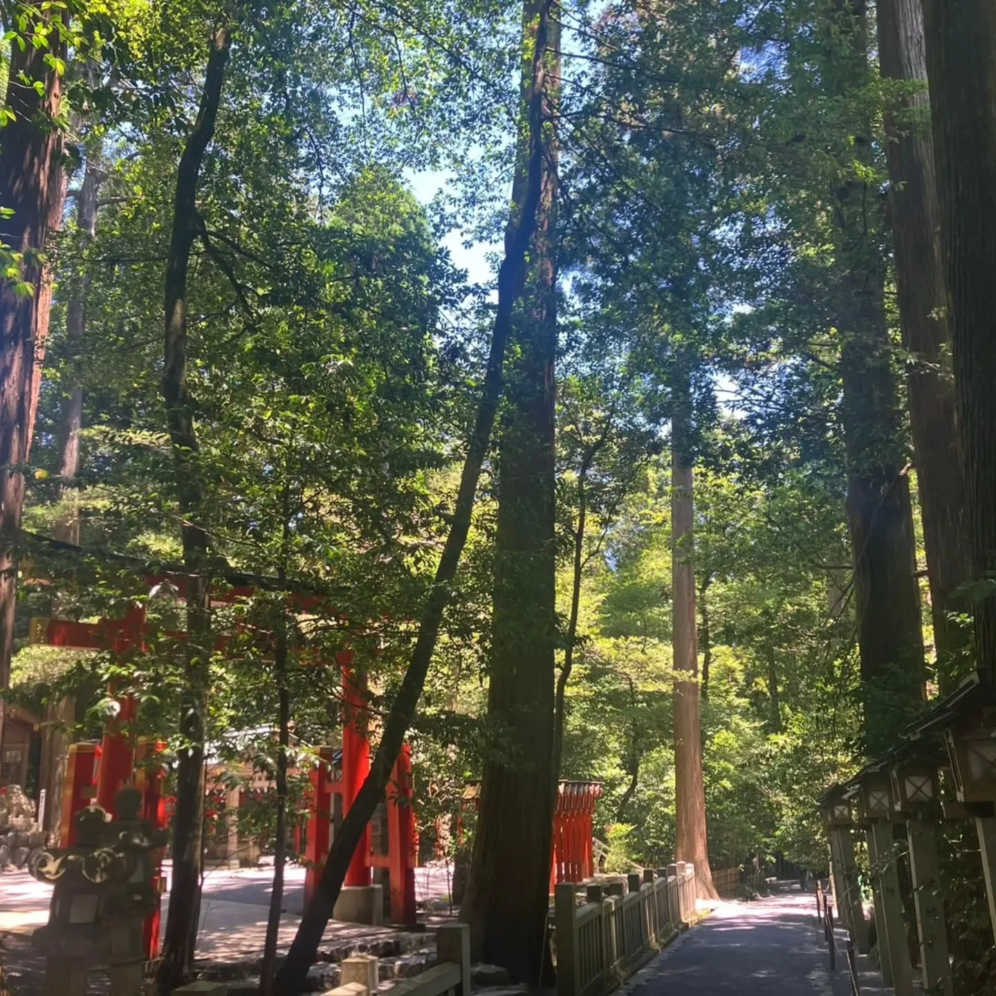 三重県鈴鹿市の椿大神社に椿まいりへ⛩️